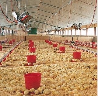 بخاری گازی مرغداری THD2608 NG LPG عنصر گرمایش مادون قرمز