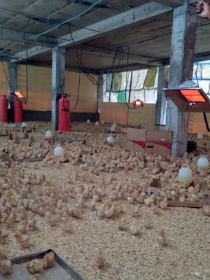 بخارگر گازی با تنظیم درجه حرارت دستی برای دام